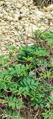 Tephrosia obovata