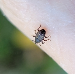 Glyptobaris lecontei