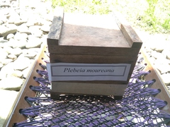 Plebeia moureana