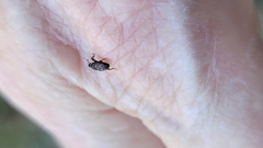 Glyptobaris lecontei