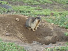 Marmota camtschatica