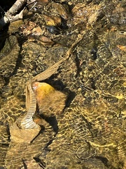 Nerodia sipedon pleuralis