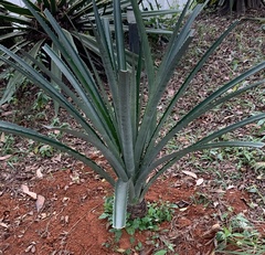 Agave angustifolia