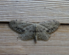 Idaea dimidiata