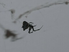 Philoponella congregabilis