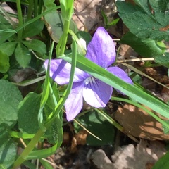 Viola riviniana