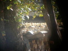 Coccothraustes coccothraustes