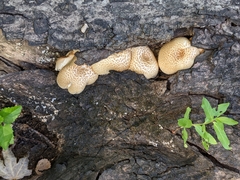 Lentinus tigrinus