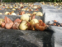 Coccothraustes coccothraustes