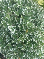 Euonymus japonicus