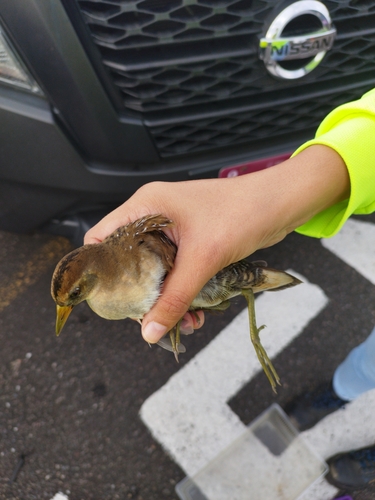 Sora (Porzana carolina)