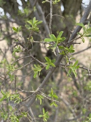 Diospyros lycioides sericea