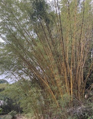 Phyllostachys