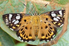 Coladenia indrani
