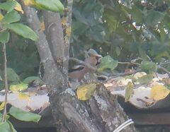 Coccothraustes coccothraustes