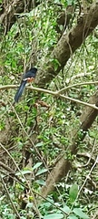 Copsychus malabaricus