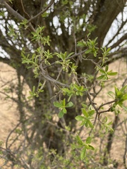 Diospyros lycioides sericea