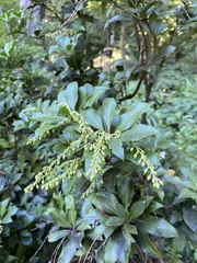 Pieris