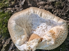 Lentinus tigrinus