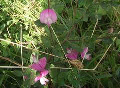 Ononis spinosa spinosa