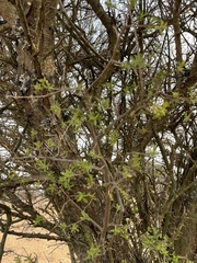 Diospyros lycioides sericea