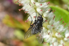 Muscoidea