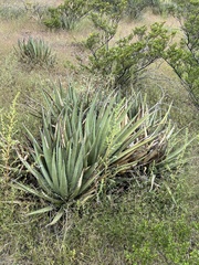 Agave lechuguilla