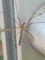 Tipula