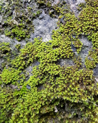 Image of Zygodon viridissimus by (c) Helen Waterman, some rights reserved (CC BY)