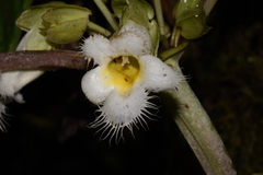 Drymonia brochidodroma