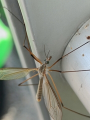 Tipula