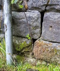 Zygodon viridissimus