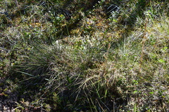 Eriophorum vaginatum