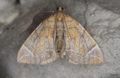 Eulithis testata
