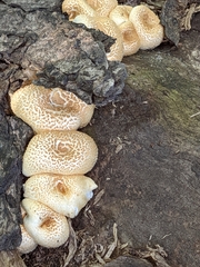 Lentinus tigrinus