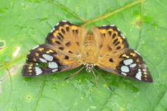 Coladenia indrani