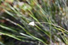 Eriophorum vaginatum