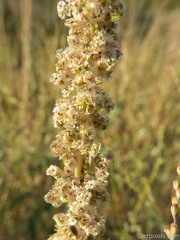 Amaranthus fimbriatus