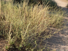 Amaranthus fimbriatus