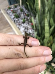 Anolis carolinensis