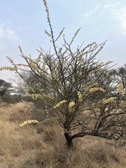 Vachellia hebeclada hebeclada