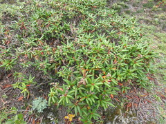 Rhododendron aureum