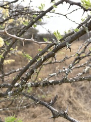 Vachellia hebeclada hebeclada