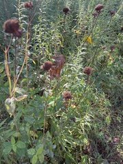 Monarda fistulosa