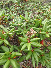Rhododendron aureum