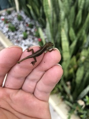 Anolis carolinensis