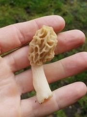 Morchella