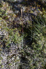 Arctagrostis latifolia