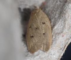 Machimia tentoriferella