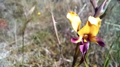 Diuris magnifica